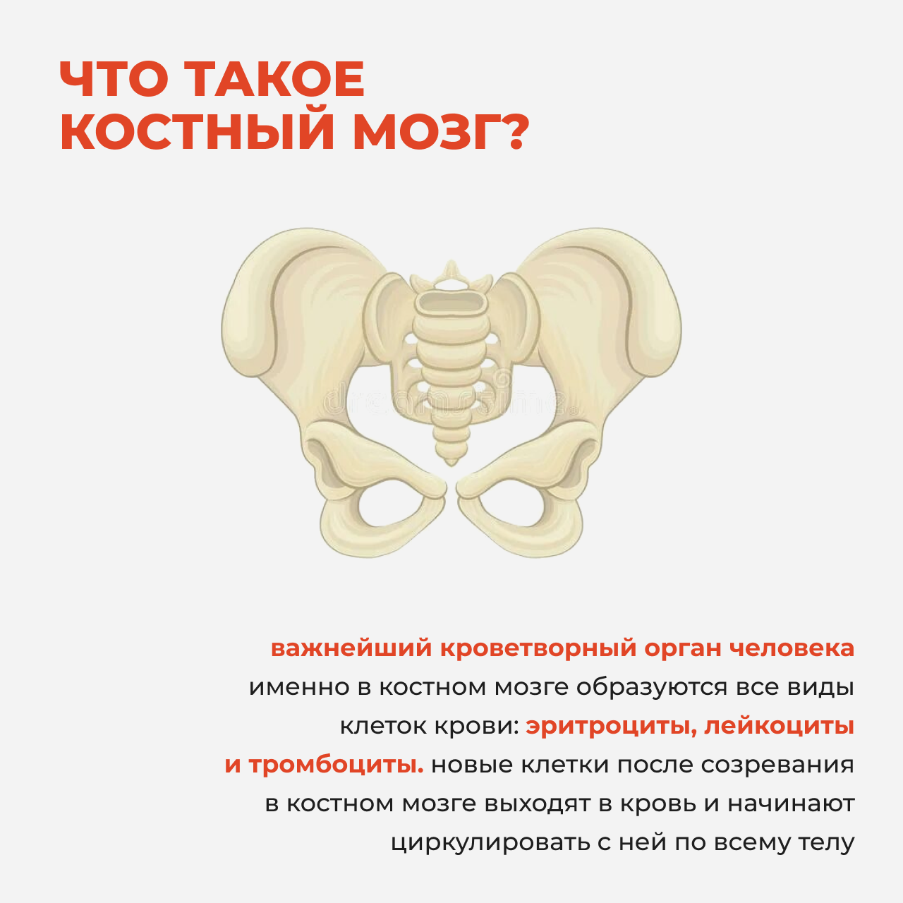 Frame 14костный мозггг.png (309 KB)
